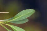 White panicle aster